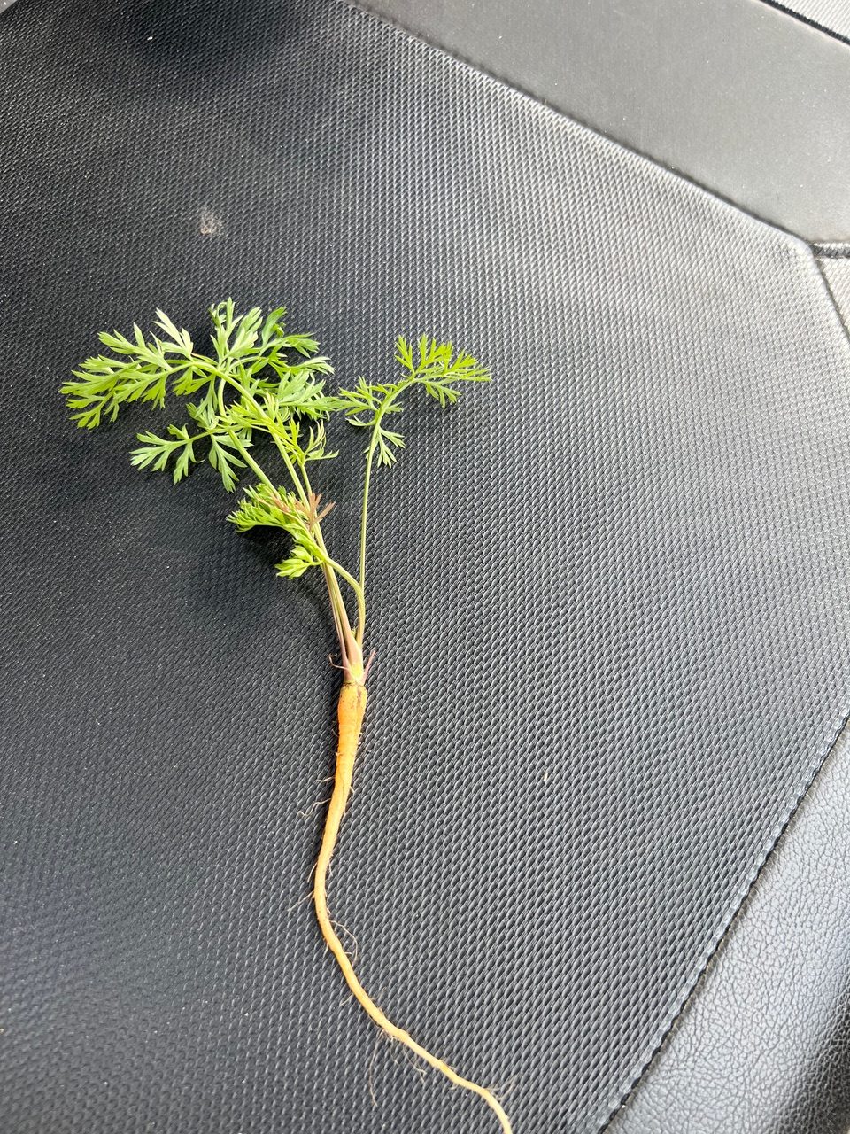 You Don’t Know What You Don’t Know—Homesteading Reveals That Pretty Quickly