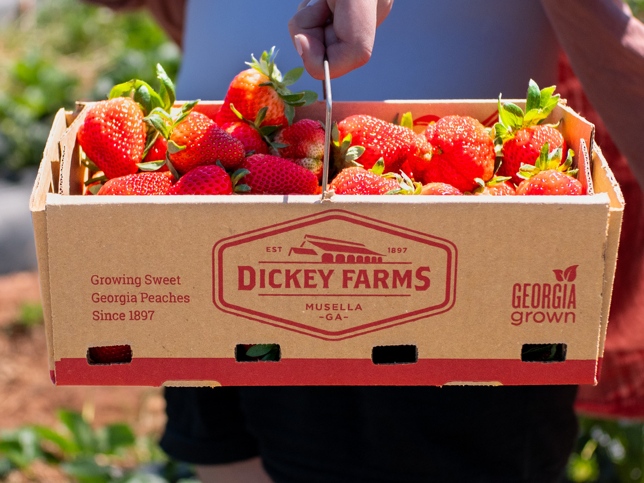 Beyond the Peach: 9 Farms, Flowers, and Local Finds Worth Seeking Out in Macon, Georgia