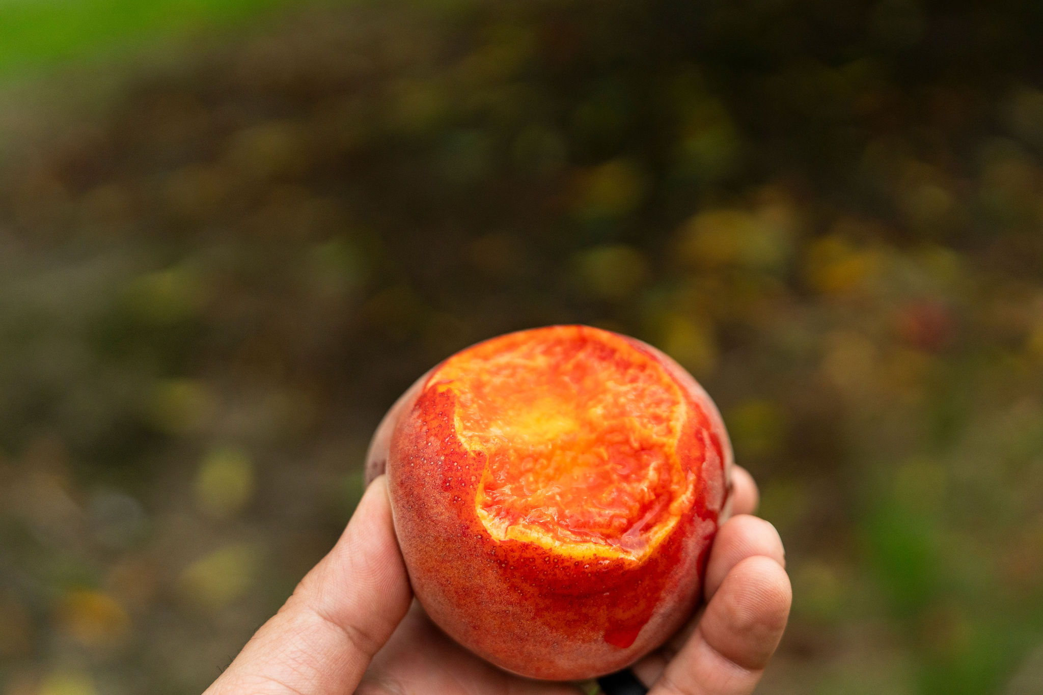 5 Generations of Pearsons Keep Georgia’s Peach Legacy Alive