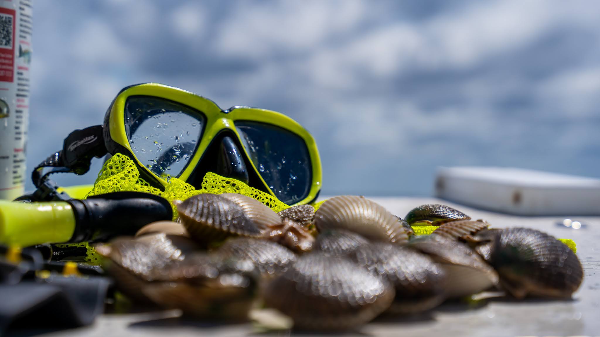 Scalloping into Summer on Florida’s Gulf Coast: Here’s How to Snorkel for Your Supper